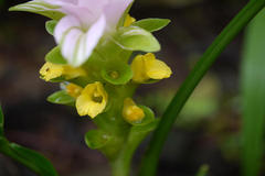 Curcuma pseudomontana
